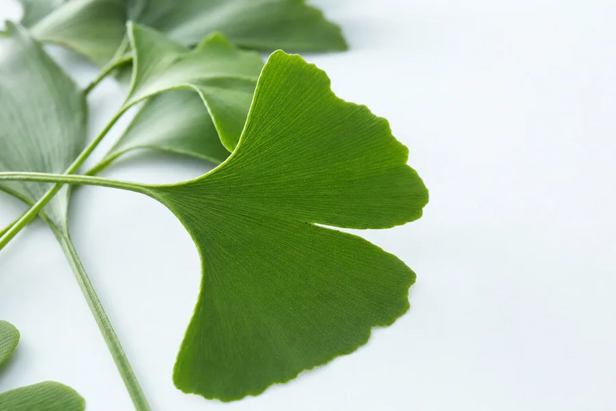Ginkgo biloba — Μικροκυκλοφορία